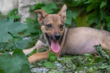 Cute homeless red puppy outdoor. Dog at the shelter. Lonely and abandoned dog