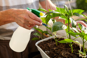 Old man gardening in home greenhouse. Men's hands hold spray bottle and watering the pepper plant