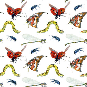 Seamless pattern of butterfly, caterpillar, ladybug and dragonfly. Hand drawn Watercolor illustration. Hand painted insects on white
background.