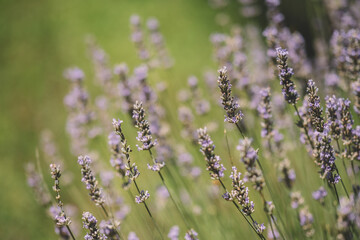 Lavender in the field