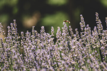 Lavander flower in summer