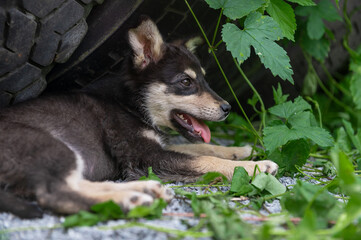 Cute homeless puppy outdoor. Dog at the shelter. Lonely and abandoned dog