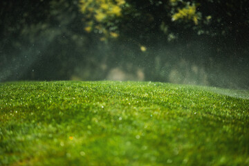 A green lawn is watered in summer
