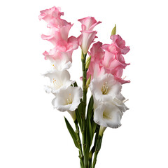 pink tulips in a vase isolated.Gladiolus Flower ‘Prins Claus’ Vase Arrangements transparent.Gladiolus Flower PNG. Flower vase PNG. minimalist flower vase. Generative AI.