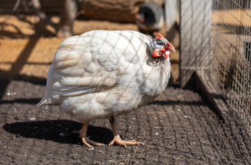 Portrait of a guinea fowl on a farm