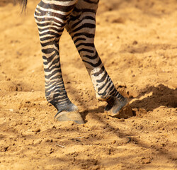 Fototapeta na wymiar Close-up of a zebra's hooves on sandy ground