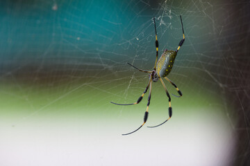 Seidenspinne 2