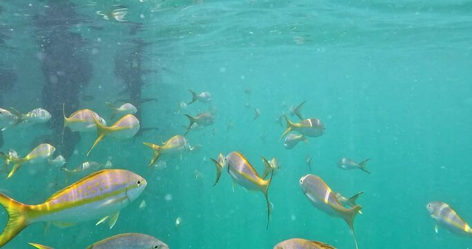 School go Yellowtail snapper under boat at Looe Key Reef