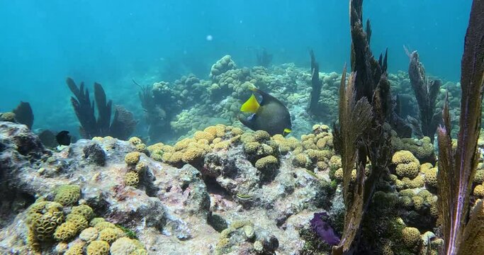 Queen Angel fish at Looe Key Reef, Florida Keys