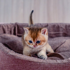British breed golden chinchilla kitten.