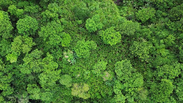 Top-down aerial flyover of dense, vibrant Philippine tropical forest in Baras, Catanduanes.