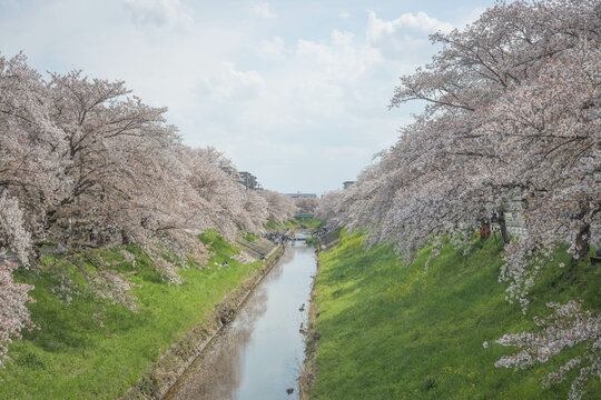japan sakura landscape photography
