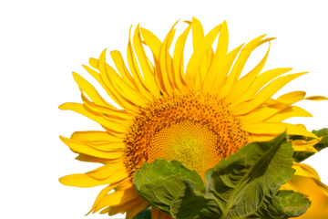 합성용 png파일(홍매화,밤송이,능소화,네잎크로버,해바라기)