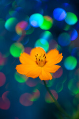青いカラフルな玉ボケ背景のキバナコスモス