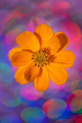 カラフルな玉ボケ背景のキバナコスモスの花