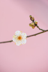 ピンクの背景の一輪の梅の花