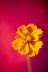 赤い玉ボケ背景のキバナコスモス