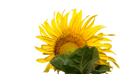 합성용 png파일(홍매화,밤송이,능소화,네잎크로버,해바라기)