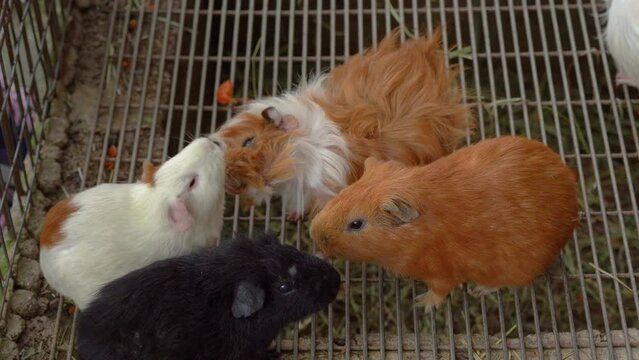 small group of peruvian guinea pig