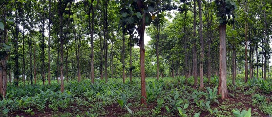 panorama forest landscape in the countryside