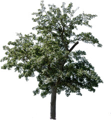 합성용 나무 png파일