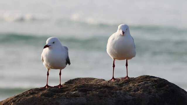 Red-Billed Gull Couple Standing on Beach Rock
