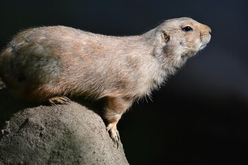 陽を浴びるプレーリードッグ