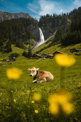 Obraz premium picture perfect switzerland. a cow in an alpine meadow in front of a waterfall in the alps