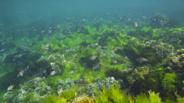 Seaweed with a shoal of fish underwater in the Atlantic ocean, natural scene, Spain, Galicia, Rias Baixas