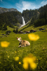 swiss cow lying in alpine meadow in summer with wild flowers in front of Stäuber Waterfall, Uri © schame87