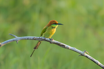 Green bee eater sitting on branch tree.Little bird flying on green background.Nature wildlife image on the outdoor park.