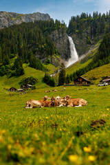 herd of swiss cows lying in an alpine meadow in summer with wild flowers in front of Stäuber...