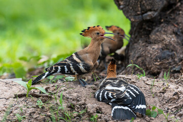 Beautiful bird family.Common Hoopoe(Upupa epops) exciting perching together on thin wooden branch over green bokeh background in wild nature. © arcyto