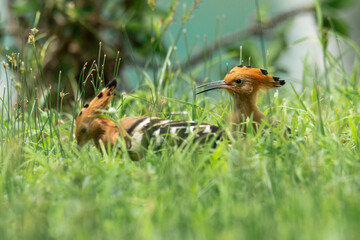 Beautiful bird family.Two common Hoopoe(Upupa epops) exciting perching together on thin wooden branch over green bokeh background in wild nature. © arcyto