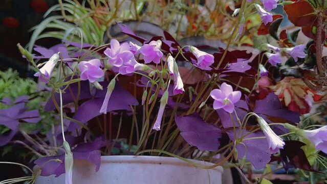Beautiful a purple flowers in the garden. Nature footage video
