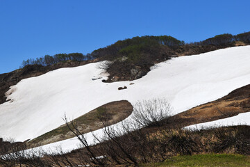 Bears in the wild in the snow. snow volcanoes in Kamchatka, snowy mountains
