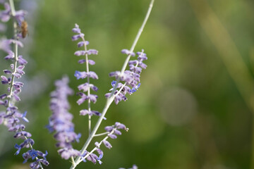 Pflanzen in der Natur