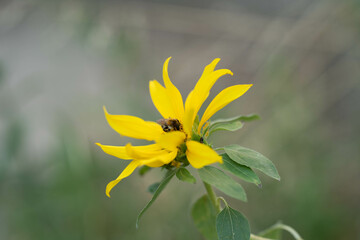 Blumen in der Natur