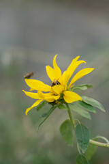 Blumen in der Natur