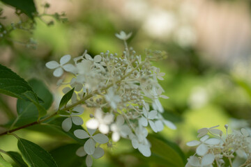 Pflanzen in der Natur