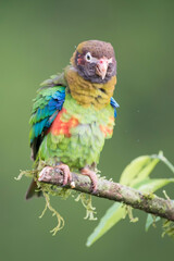 Brown-hooded parrot (Pyrilia haematotis)
