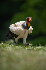 Sarcoramphus papa (king vulture) in the wild