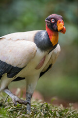 Sarcoramphus papa (king vulture) in the wild