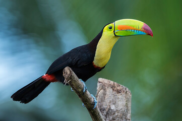 Keel-billed toucan (Ramphastos sulfuratus)