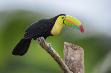 Naklejka na ściany i meble Keel-billed toucan (Ramphastos sulfuratus)