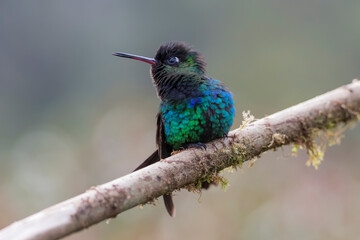 Blue and green hummingbird perched
