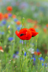Flowers Red poppies and cornflowers bloom on a wild field. Beautiful field red poppies with selective focus.