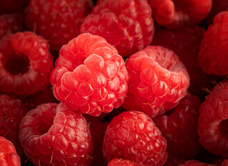 Close up view of fresh ripe sweet raw raspberry laying on bunch of red color berries full of dietary fiber and vitamins are ingredient for preparation of jam and desserts