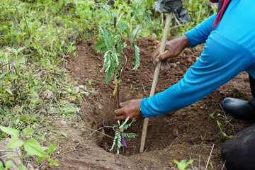 Fototapeta premium Gardener is growing tamarind tree in the hole of soil. Concept; gardening. economic agricultural orchard , growing tree for green area of the earth. World environment day. Earth day. Reforestation.
