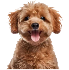 Tuinposter Smile Poodle maltipool Maltese puppy little dog pet teddy brown white isolated  © YasumiHouse
